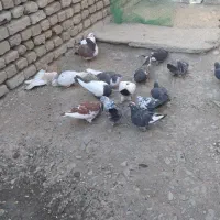 کفتر پرشی المانی رنگی