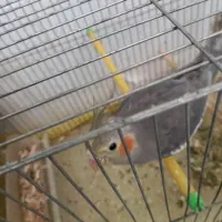 ۶ عدد طوطی عروس هلندی|پرنده|شوشتر, |دیوار