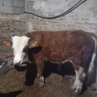 هریس‌روستایی|حیوانات مزرعه|پاوه, |دیوار