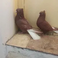 کبوتر سرخ دم‌سفید جیگری