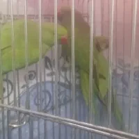 جوجه طوطی ملنگو|پرنده|ملارد, |دیوار