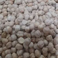 نخودامسال درشت وپزا