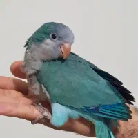 طوطی راهب آبی نرم خور آبرسانی امروز صبح رفته