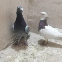 کفتر صید|پرنده|مشهد, رده|دیوار