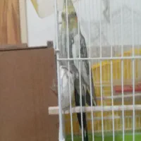 عروس هلندی|پرنده|فارسان, |دیوار