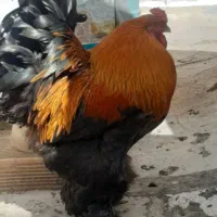 خروس برهما