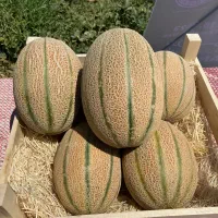 قبول انواع سفارش میوه وتره بار