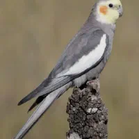 عروس هلندی سخن گو