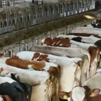 فروش /  گاوداری /  ۴۵۰۰ متری