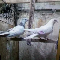 جوجه کفتر جیر جیری