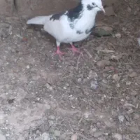 کبوتر دونه ۲۵۰.۰۰۰