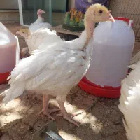 جوجه بوقلمون بیوتی ۶ زرین