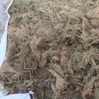 کاه عدس