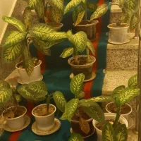 گل دیفین باخیا در انواع متفاوت|گل و گیاه طبیعی|مشگین شهر, |دیوار