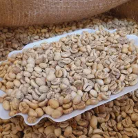 دان سبز قهوه ویتنام اسکرین ۱۸