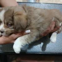 واگذاری سگ پاکوتاه|سگ|یزدان شهر, |دیوار