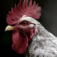 فروش خروس جوان