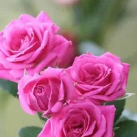 انجام کارهای منزل