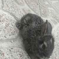 خرگوش خوش رنگ