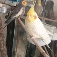 عروس هلندی سخنگو و آواز خوان