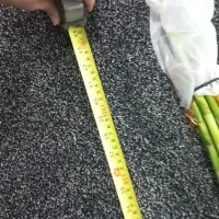 انواع بامبو پاچیرا گیاه پول و بنسای جنسینگ|گل و گیاه طبیعی|آبادان, |دیوار