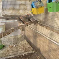 فنچ نر و ماده زبرا|پرنده|لار, |دیوار