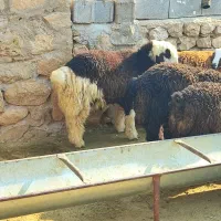 بره تخمی|حیوانات مزرعه|دهدشت, |دیوار