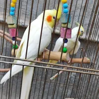 عروس هلندی|پرنده|سرپل ذهاب, |دیوار