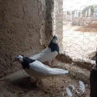 سه عدد طوقی سیاه