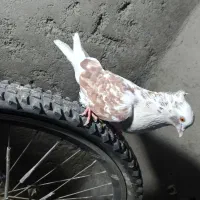 کبوتر رفتنی