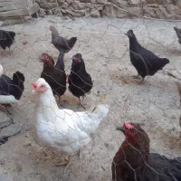 مرغ وباروک محلی|حیوانات مزرعه|مریوان, |دیوار