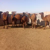 تپه طاق‌