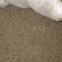 گاودانه،کروشنه