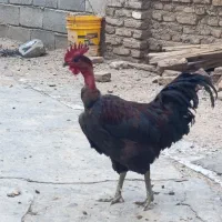 خروس