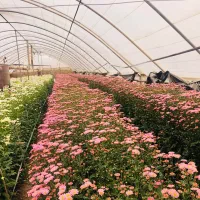 گل داودی به قیمت گلخانه|گل و گیاه طبیعی|پاکدشت, پاکدشت (مامازند)|دیوار