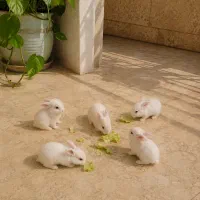 بچه خرگوش