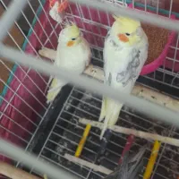 3 عدد عروس هلندی زیبا