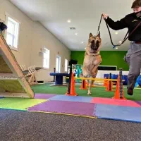 مربی سگ ، تربیت و اموزش ، پانسیون و منزل