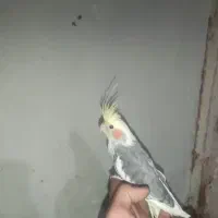 انواع عروس هلندی دست اموز و.  وحشی|پرنده|نقده, |دیوار