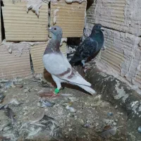 کفتر چندجفت المانی مسافتی پلاکی بی بوم ودوتا جوانه|پرنده|تربت‌حیدریه, رضاشهر|دیوار