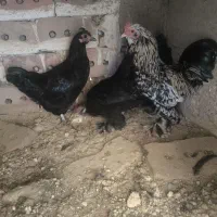 یک خروس و سه مرغ