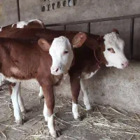 خریدفروش گوساله