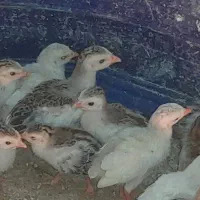 جو جه