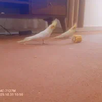 عروس هلندی ومرغ عشق|پرنده|محمدیه-قزوین, |دیوار