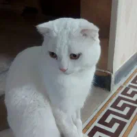 واگذاری گربه اسکاتیش|گربه|قوچان, |دیوار