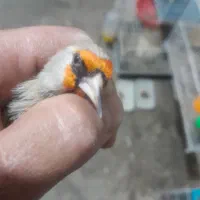 سهره نر اتیقه|پرنده|مشهد, شهرک بهارستان|دیوار