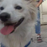 واگذاری سگ باهوش به خانواده متعهد