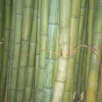 نی خیزران بامبو|گل و گیاه طبیعی|رحیمآباد, |دیوار