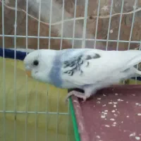 مرغ عشق نیمه اشتی