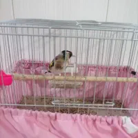 پرنده سهره اهلی نر|پرنده|تبریز, |دیوار